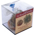 ROSA DI JERICHO jerico gericho gerico salaginella lwpidophylla - NIGV3TRKP