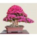 Tropica - piante grasse - rosa del deserto (Adenium obesum) - 8 semi - AC65UY7PE