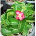 Tropica - piante grasse - rosa del deserto (Adenium obesum) - 8 semi - AC65UY7PE