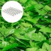 Blumfeldt Fency Dark Ivy Recinto Edera Giardino Terrazze Balconi Antivento Privacy (300 x 100 cm Fitto fogliame montaggio rapido) Verde Chiaro - CCE7E9N2J