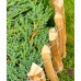 Floranica® - Recinto decorativo naturale in legno - non sono neccessari puntelli - recinto srotolabile impregnato tipo di legno: nocciolo - lunghezza: 2m Distanza:(7-8 cm) Altezza:50 cm - 1WTWJW2OZ