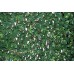 Tenax 1A150277 Siepe artificiale piante 3D rampicanti estensibile 200 x 100 cm verde - OEE9WL077