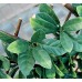 Tenax 1A150277 Siepe artificiale piante 3D rampicanti estensibile 200 x 100 cm verde - OEE9WL077