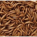 2kg uccelli selvatici secchi Mealworms Vermi idromassaggio - High Protein Treat Feed - Adatto per il pollame  ricci  polli  anatre  pesci  rettili e piccoli mammiferi - DCRQ3GBUC